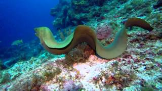 Swimming with eels best giant moray ever [upl. by Quillan]