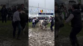 Série de vaches à Foire Agricole de Libramont 2024 blancbleubelge [upl. by Aynot]