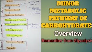 Minor Metabolic Pathways of carbohydrates  Pathways Linked to Glucose [upl. by Farnham]