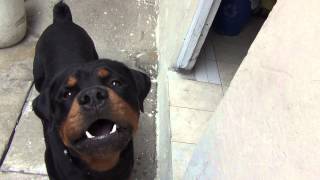 rottweiler ataca a su dueño¡¡rotwailerasesinos lo mejor del mundo [upl. by Naveb484]