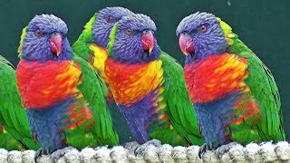 Lorikeets  Exotic Birds [upl. by Icul]