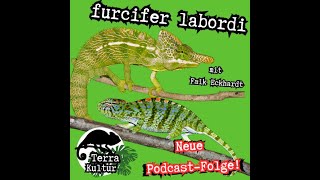 Terrakultur Podcast  Labords Chamäleon furcifer labordi  mit Falk Eckhardt  Folge 8 [upl. by Ezarra]