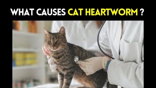 What Causes Cat Heartworm  Heartworm Disease in Cats Causes Symptoms and Treatment [upl. by Zuliram]