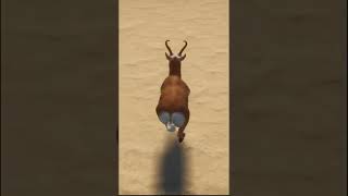 Pronghorn Antelope Running in Planet Zoo Shorts [upl. by Wiburg]