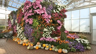 25th annual Chrysanthemum Exhibition returns to Meijer Gardens next month [upl. by Rancell]