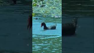 Dusky Moorhen diving foraging in South East Queensland shorts [upl. by Boothe134]