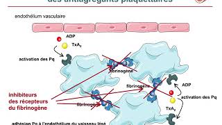 Pharmacologie des médicaments antiagrégants plaquettaires et fibrinolytiquesCours commenté [upl. by Douglas]