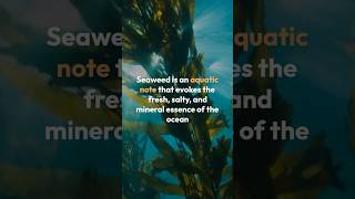 The Fresh amp Salty Essence of Seaweed Fragrance Breakdown SeaweedFragrance MarineScents [upl. by Orlanta]