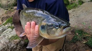 pesca de sabaleta gigante en Pereira [upl. by Su]