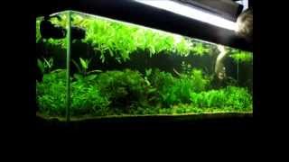 Planted tank weekly maintenance  Týdenní údržba rostlinného akvária [upl. by Atlante]