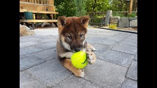 Sekoya the Shikoku Dog [upl. by Uyr]