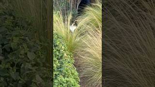 Pt1 Can you see the catSo cute waiting at the bushes shorts youtubeshorts [upl. by Springer597]