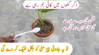 Podon ki mitti ko theek krne ka asaan tarika  Organic soil conditioner and fertilizer [upl. by Hillell]