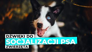 Dźwięki do socjalizacji psa  Zwierzęta [upl. by Oicnanev]