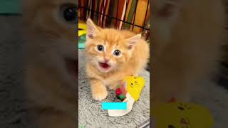 🐱 Funny Cats 2024😆  Funniest Cats and Dogs Video🐕🐈 FunnyCats Ep 6797 [upl. by Staten]