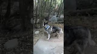 Hiking with Wolf the Husky husky siberianhusky hiking [upl. by Lramaj]