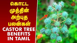 Kottamuthu Nanmaigal  Castor Tree Benefits In Tamil  கொட்டமுத்து மரம்  Kottamuthu Benefits Tamil [upl. by Annaicul432]