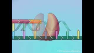 Mechanisms of Action of Nucleoside Reverse Transcriptase Inhibitors NRTIs [upl. by Direj]