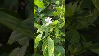 Barleria cristata var var albida [upl. by Derej]