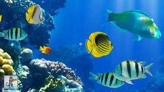 2 Hours of Beautiful Coral Reef Fish Relaxing Ocean Fish amp Stunning Aquarium Relax Music [upl. by Allebara]