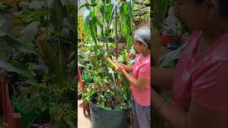 Harvesting Corn  Maize  Bhutta 🌽 growingvegetables gardentips [upl. by Sivrep]