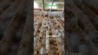 Sericulture silk [upl. by Meesan963]