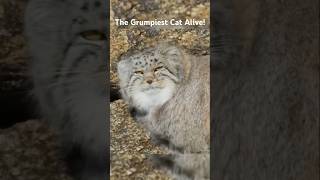 The Grumpiest Cat Alive Pallass Cat Rare Elusive amp NearExtinct Wild Cat of Central Asiashorts [upl. by Aissej]