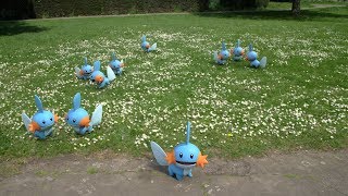 Pokémon GO Community Day Mudkip Everywhere [upl. by Naesad]