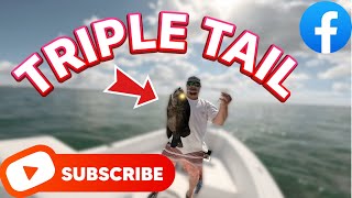 TRIPLE TAIL Pt1 The catch florida fishing tripletail suncoastoutdoors floridasportfishing [upl. by Cleodal]