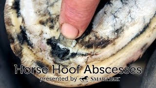 Horse Hoof Abscesses [upl. by Aivekal]