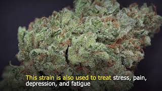 5 Strong Sativa Strains with High THC Levels [upl. by Ttiwed]