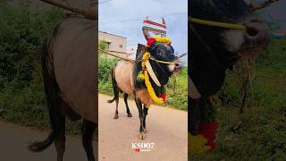 டில்லி புளிச்சாரை  Tiger Skin  Mass Bulls jallikattu short video viral [upl. by Plate863]