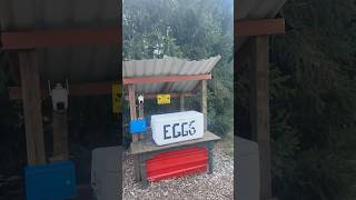 ❤️Fresh Farm Eggs Homegrown ❤️USA ❤️Telugu Vlogs shorts [upl. by Siramad]