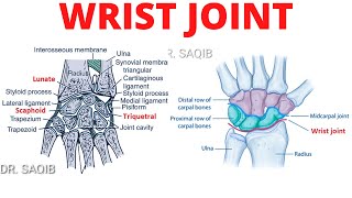 Wrist Joint Anatomy [upl. by Susejedairam]