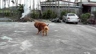 西藏獒犬Tibetan MastiffVS台灣土狗Formosan Dog [upl. by Erodeht824]