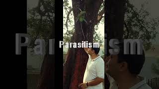 Parasitism on Mango Tree shortsfeed peepal sciencefacts science peepalbaba shortsvideoshorts [upl. by Odnolor]