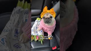 Are you having a BAD DAY 🥺 Loulou is here to cheer you up 🥰💕 pug dog positivevibes [upl. by Reel]