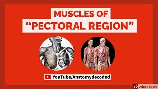 Muscles of Pectoral Region  Anatomy Decoded  Anatomy Lectures [upl. by Godfry]