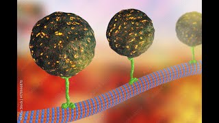 Intracellular Transport [upl. by Alden]