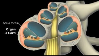 Ear Organ of Corti and Physiology of hearing [upl. by Nosnehpets793]