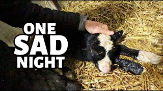 Second verse WORSE than the first our second cycle of lambing is a STRUGGLE  Vlog 750 [upl. by Ecirtram]