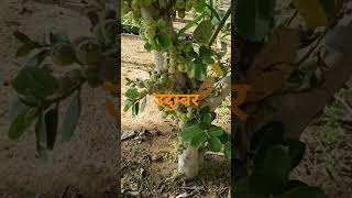 उदुंबर Ficus glomerata [upl. by Gerbold]