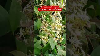 Wild privet plant Botanical name  Ligustrum vulgare  Family Oleaceae [upl. by Martreb]