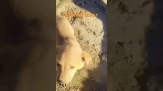 Lovely dog 💛💛check this video [upl. by Lukas551]