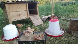 Rhode Island Red Chicks SandBathing  Twoweekold [upl. by Shaeffer]