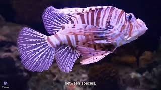 The Venomous Fish  Lionfish [upl. by Nolita]