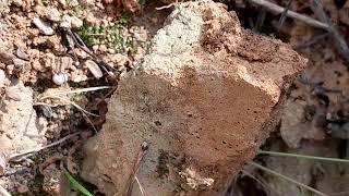 The Carolina wolf spider Hogna carolinensis [upl. by Iaw827]