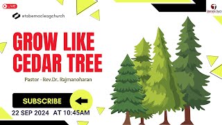 Grow Like Cedar Tree  Rev Rajmanoharan  Tamil  22September2024 [upl. by Rick566]