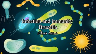 Brucella  infection and immunity [upl. by Atnahsal]