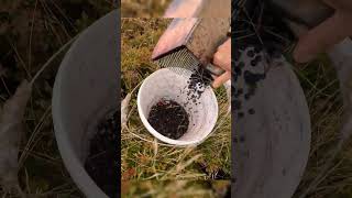 Berry picking tools harvesting blueberry wildberry [upl. by Nikki]